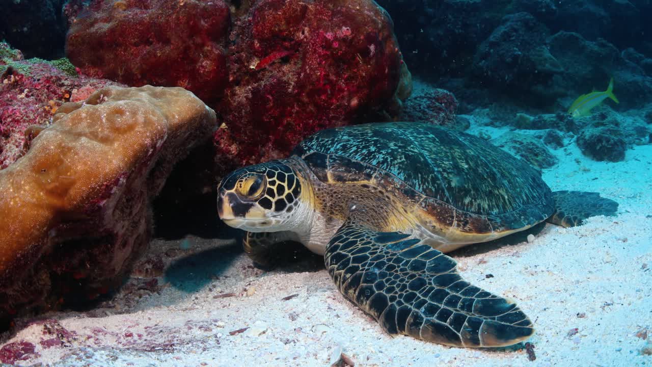 Beautiful turtle in Galapagos Islands underwater wedged between coral heads