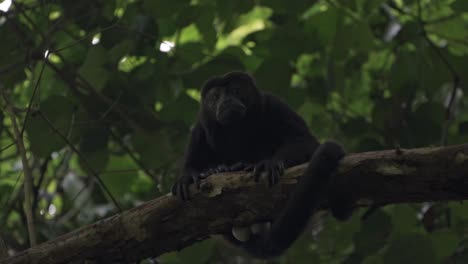 a howler monkey (alouatta) rests quietly on a branch, surrounded by the dim light of costa rica's dense tropical rainforest