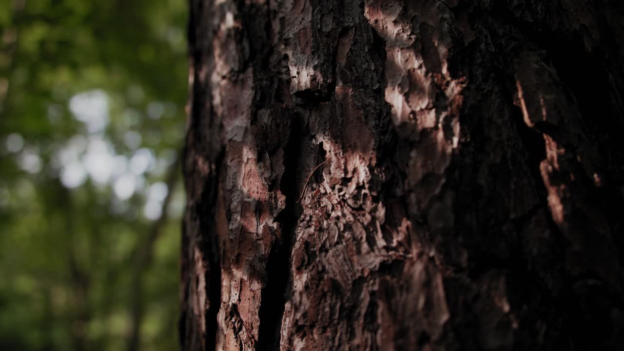 Bellissima corteccia d'albero circondata dalla verde vegetazione del bosco.