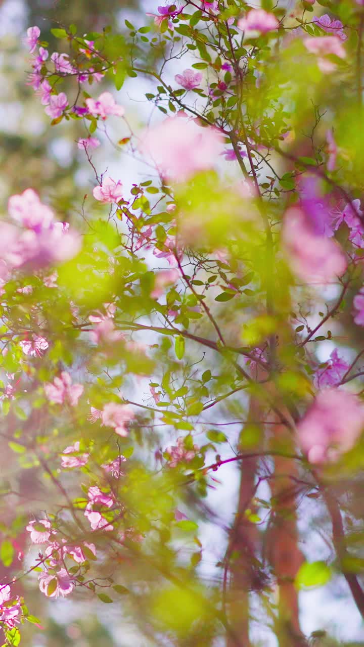 Pink blossoms drift softly through warm sunlight. Green leaves blur gently behind delicate petals. Branches sway gently, framing a serene spring scene. Ideal for backgrounds, romantic themes