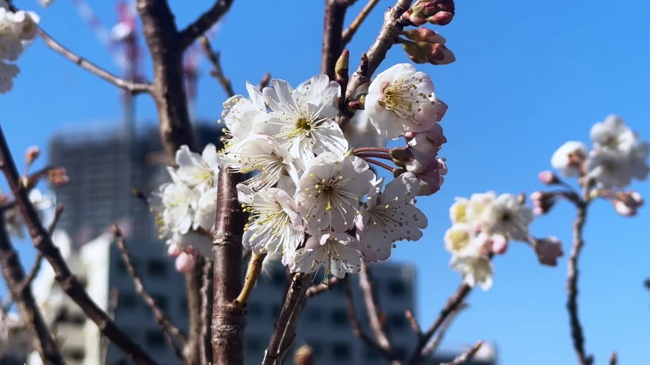 Blossoming cherry blossoms in Japan with a clear blue sky in the background