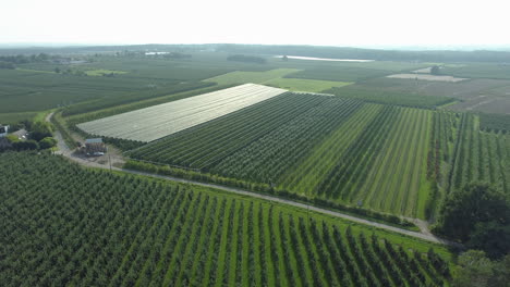 aerial view of a green large orchard plantation in farmland countryside