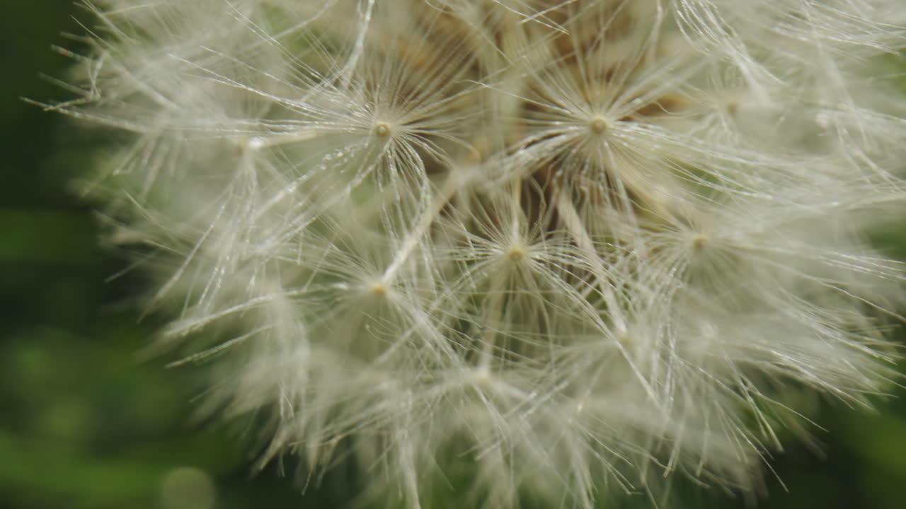 Close up of a Dandelion seed head