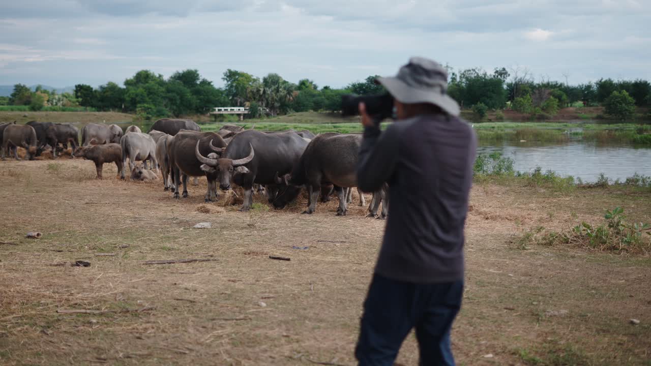Photographer capturing a herd of water buffalo