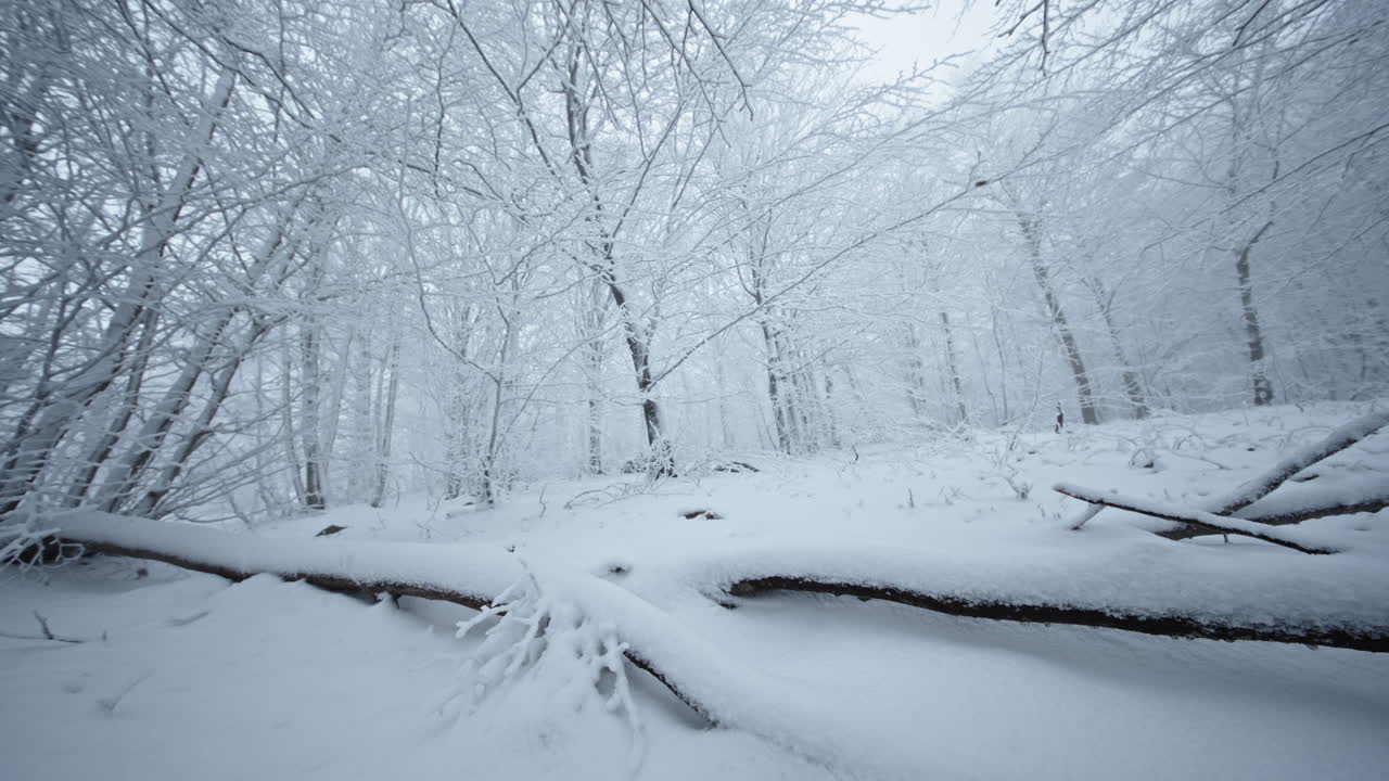 눈으로 인 조용한 겨울 숲, 평온, 고독, 그리고 경이로움을 불러일으킨다.