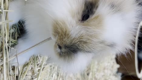 close-up of a cute bunny eating hay