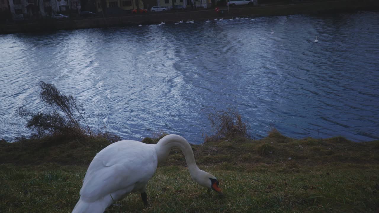 primer plano retrato de hermoso pato comiendo comida - tübingen alemania parque natural junto al río con vida silvestre en 4k