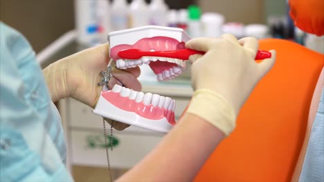dental hygiene demonstration with model teeth