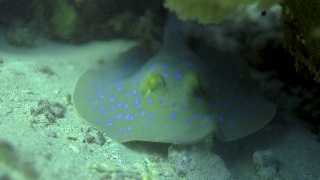 산호초 옆에 있는 홍해의 푸른 점박이 가오리