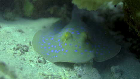 bluespotted stingray in the red sea beside the coral reef