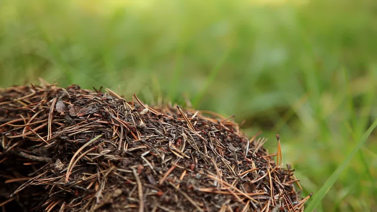 Ant hill in the forest  in the evening