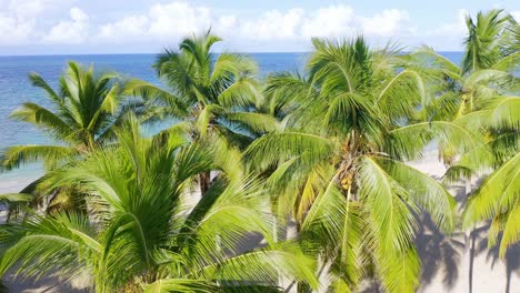 Palm-Trees-And-Idyllic-Ocean-On-The-Tropical-Beach-Of-Playa-Las-Terrenas-In-Dominican-Republic---aerial-ascending