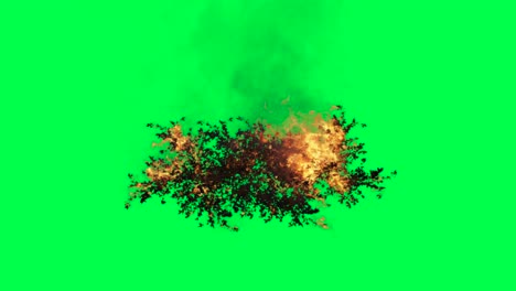 burning bush on green screen