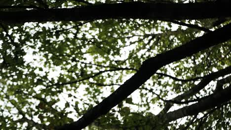 whispers of the woodland breeze sway a canopy of tree trunks and leaves