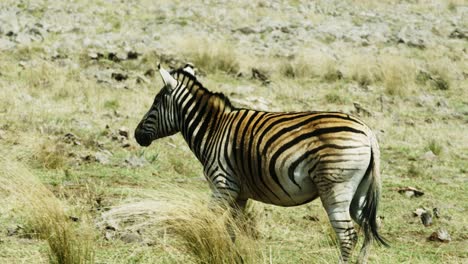 tracking shot of a zebra running through a herd