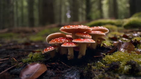 fly agaric mushrooms in the forest