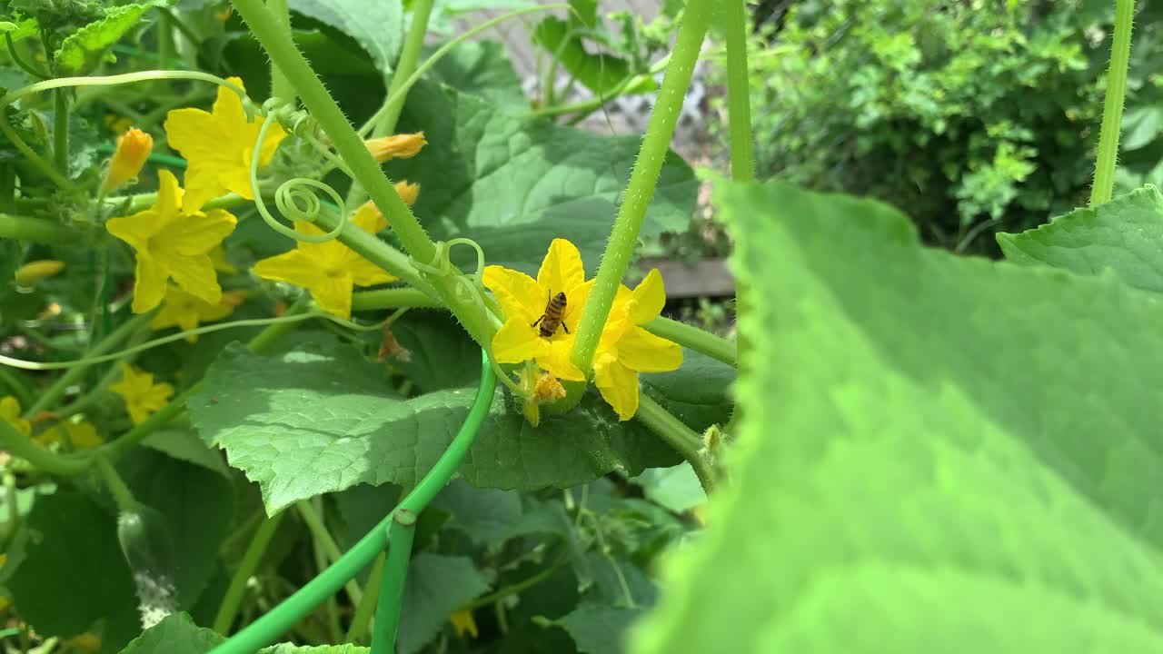 abeja polinizando la flor en el jardín en un brillante día de verano, de cerca