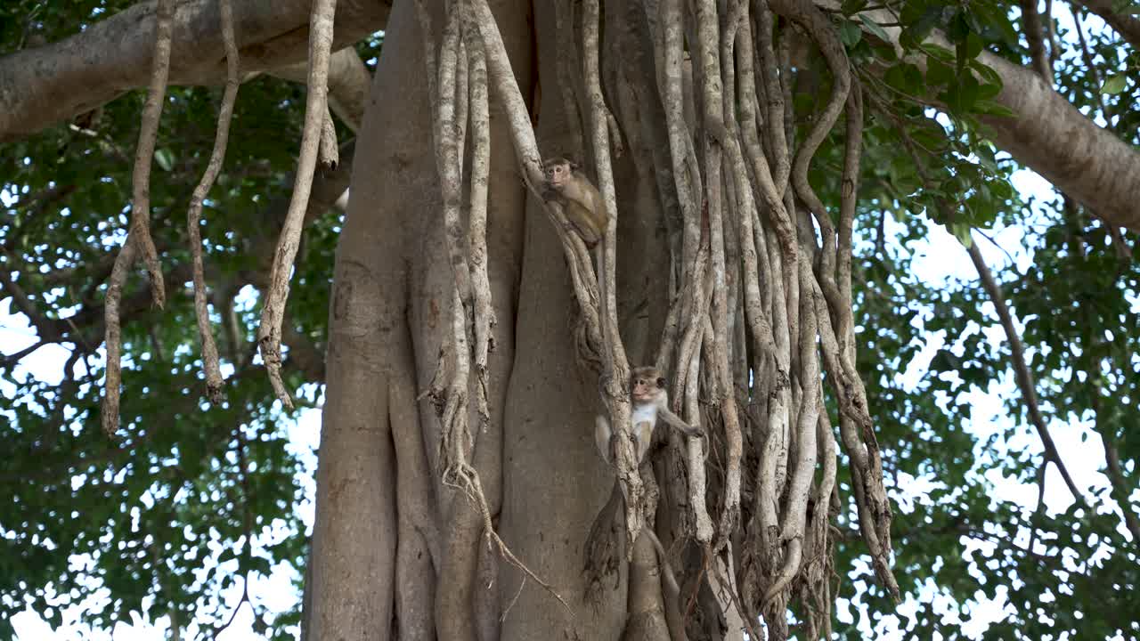 se ve a una pareja de jóvenes macacos toque trepando y jugando entre las raíces aéreas de un árbol banyan, contra un telón de fondo de frondoso follaje verde en un entorno natural animado.