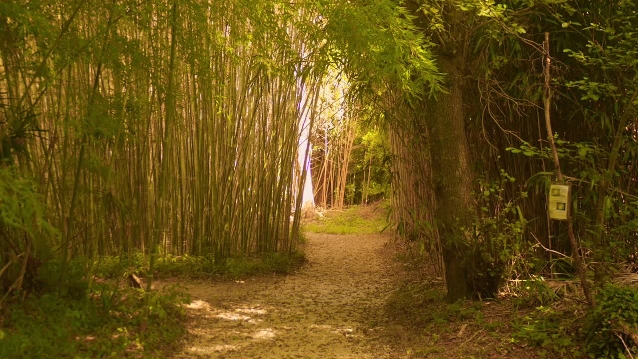 A Narrow Path Through A Bamboo Grove. Static Shot