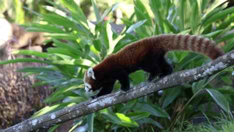 red panda walking along a tree branch