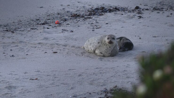 Harbor seals, post partum, mom and playful pup in Monterey, California