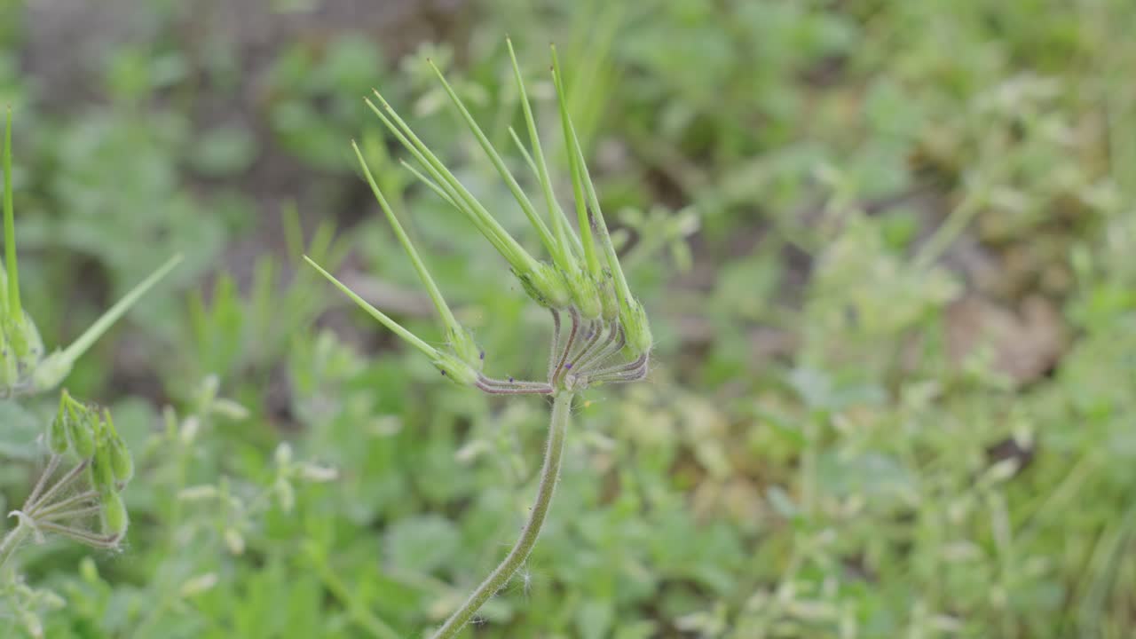 Detailed Close Up of Green Plant Bud with Blurred Background
