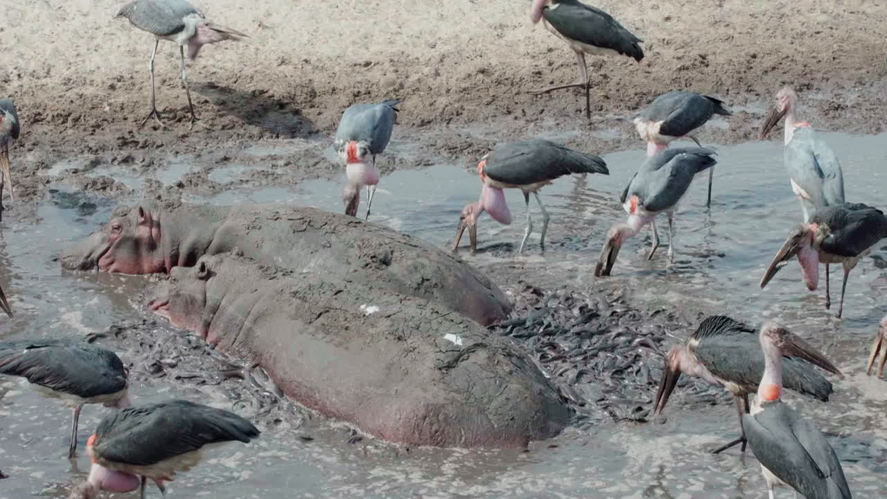 물 속 에 움직이지 않고 서 있는 두 마리 히포스  ⁇  에 있는 연못 에서 새우 를 잡고 있는 마라부 호랑이 들 의 그룹