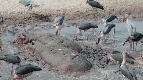 group of marabou storks fishing for catfish in a pond next to two hippos standing motionless in the water