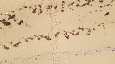 aerial clip of large crocodile tracks from the ocean, along the sandy beach and into murky swamp water