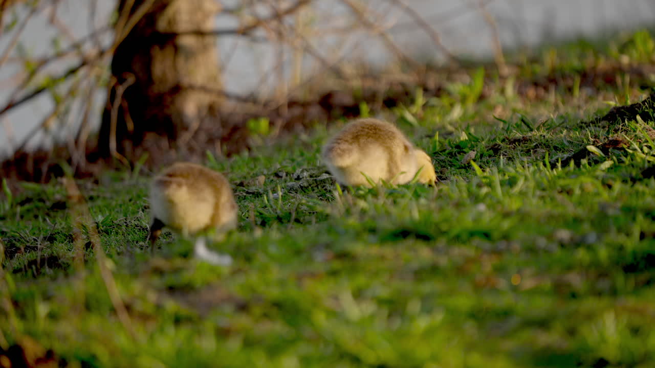 Slow-motion visuals of young birds eating and having fun in the springtime.