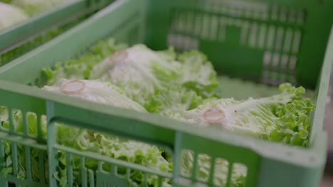 green salads in crates lie upside down and a worker takes one out of the crate