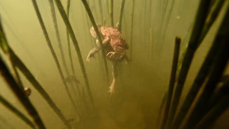 underwater view of two toads mating in muddy pond, in clump of grass