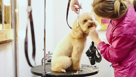 dog grooming session at a pet salon