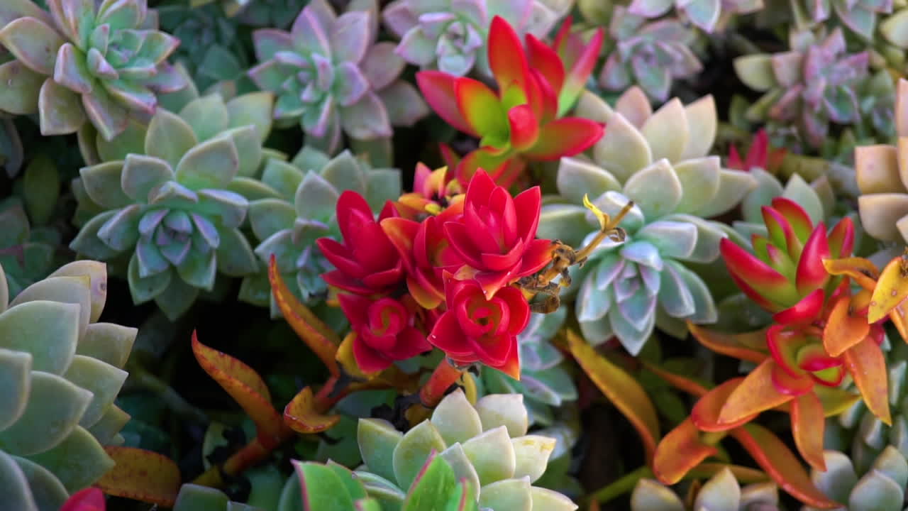 Beautiful Succulent plants for decorative purposes - close up