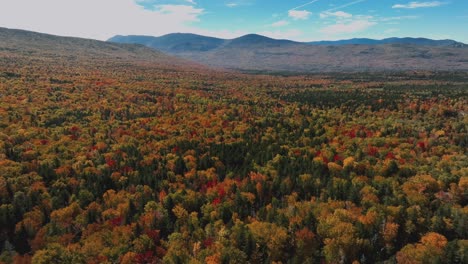 fall colors - leaf coloration in the mountain forest during autumn season