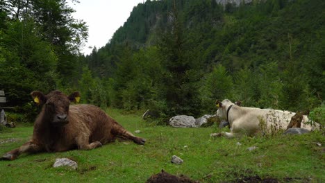 beautiful black and white alpine cows rest in gosausee forest on gloomy day