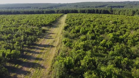 imágenes aéreas de campos de yerba mate a la luz del sol en misiones, jardín, américa, argentina, avión no tripulado