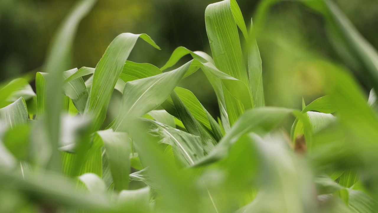 hojas verdes de maíz que soplan en el viento en el campo