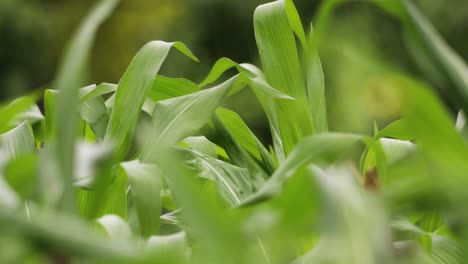 green leaves of corn blowing in the wind at countryside