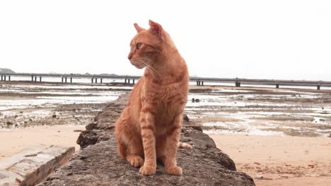A-ginger-tabby-cat-seated-on-a-stone-wall-along-the-embankment-of-the-Panama-Canal,-In-the-distance-the-Cinta-Costera-bridge-and-the-empty-ocean-basin-during-Low-tide,-Panama-City