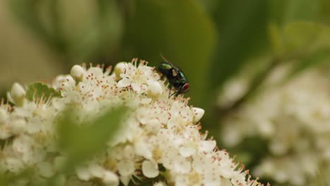 mosca de botella verde común que aterriza en flores de espino de fuego y luego se va volando
