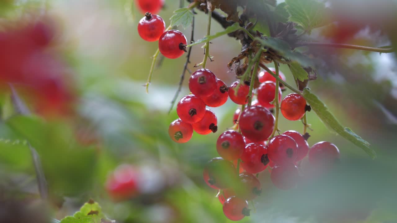 Ripe Nordic Redcurrant Berries On The Bush