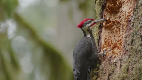 Male-Pileated-Woodpecker-Drilling-Tree-Trunk-Searching-for-Food-SLOMO