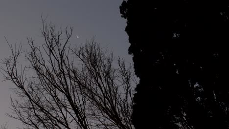 a waning moon seen through a leafless tree moved by the wind, with the shadow of a cypress in the right of the frame