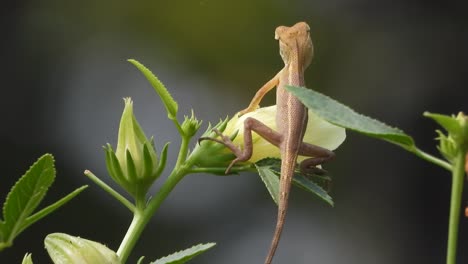 Lizard-waiting-for-pry---food-