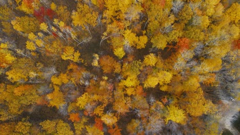 giro aéreo sobre hermosos colores en medio del otoño