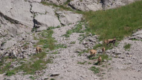 herd of chamois walking and climbing high up in the mountains