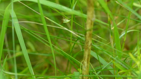 Bicho-De-Escudo-Caminando-Por-La-Hierba-En-Un-Entorno-Verde