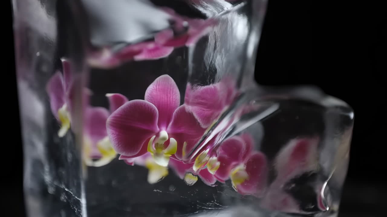 Delicati Fiori di Orchidea Rosa Racchiusi nel Ghiaccio che si Scioglie
