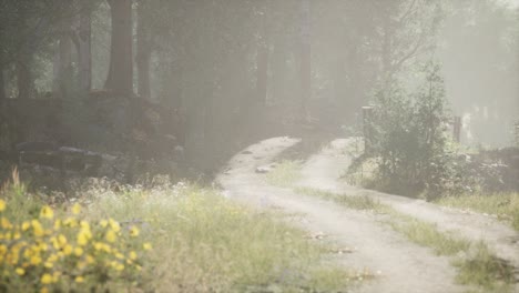 sunbeams entering coniferous stand on a misty summer morning